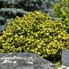 Gold Drop Potentilla #3 - Image 2